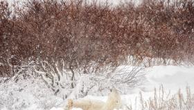 انقطاع الكهرباء عن 280 ألف منزل ومنشأة في كندا بسبب العاصفة