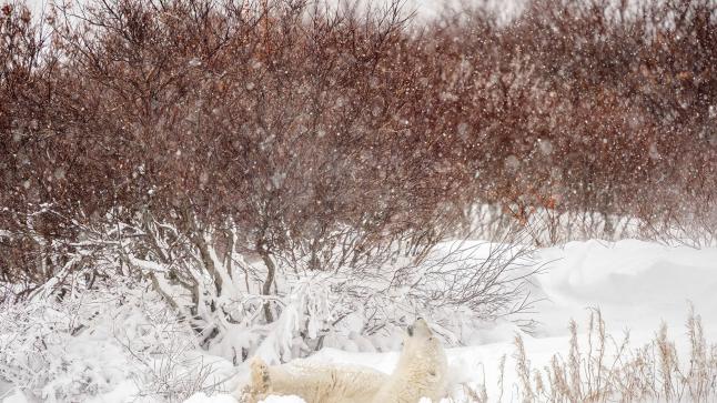 انقطاع الكهرباء عن 280 ألف منزل ومنشأة في كندا بسبب العاصفة