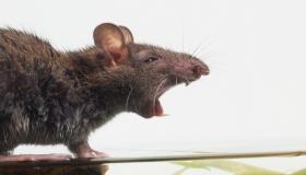 فأران يتسببان في أزمة كبيرة لمتجر كرواسون ببريطانيا